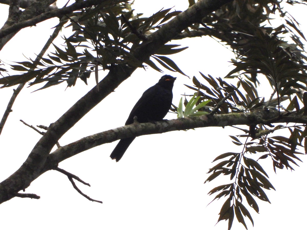 Petit's Cuckooshrike - ML643193207