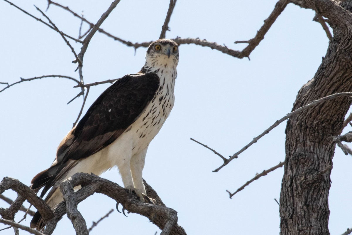 African Fish-Eagle - ML643193208