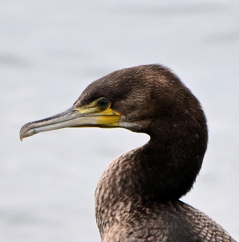 Great Cormorant - ML643193214