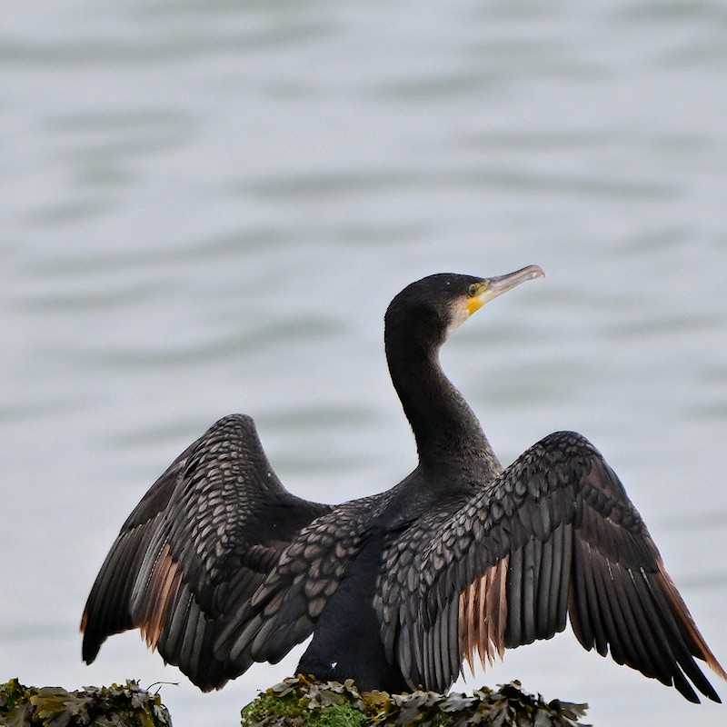 Great Cormorant - ML643193215