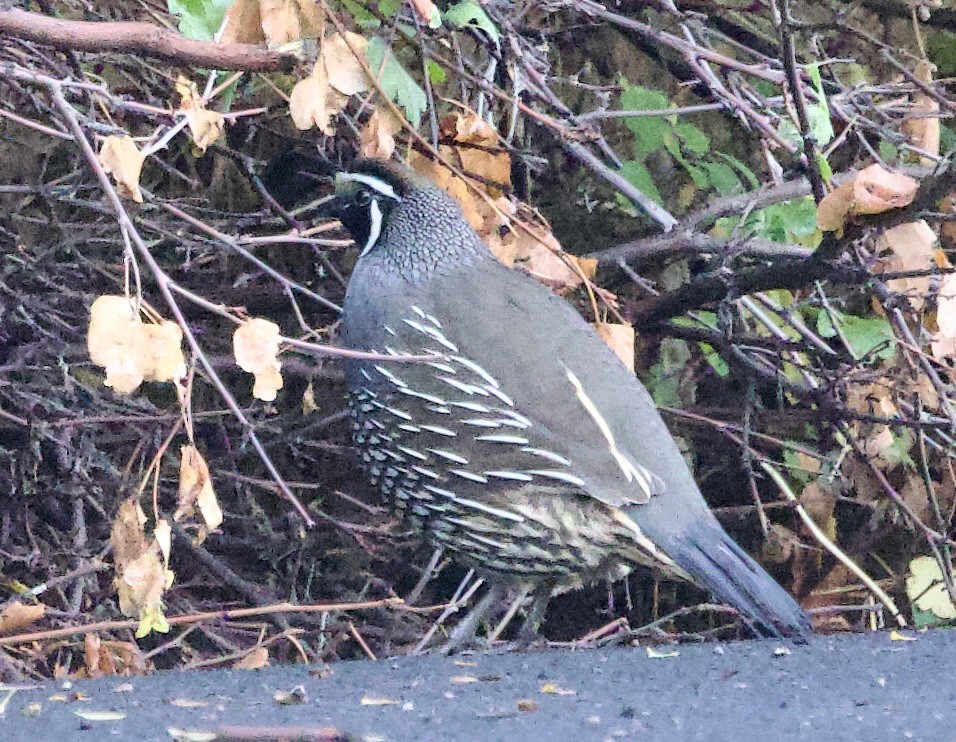 California Quail - ML643193216