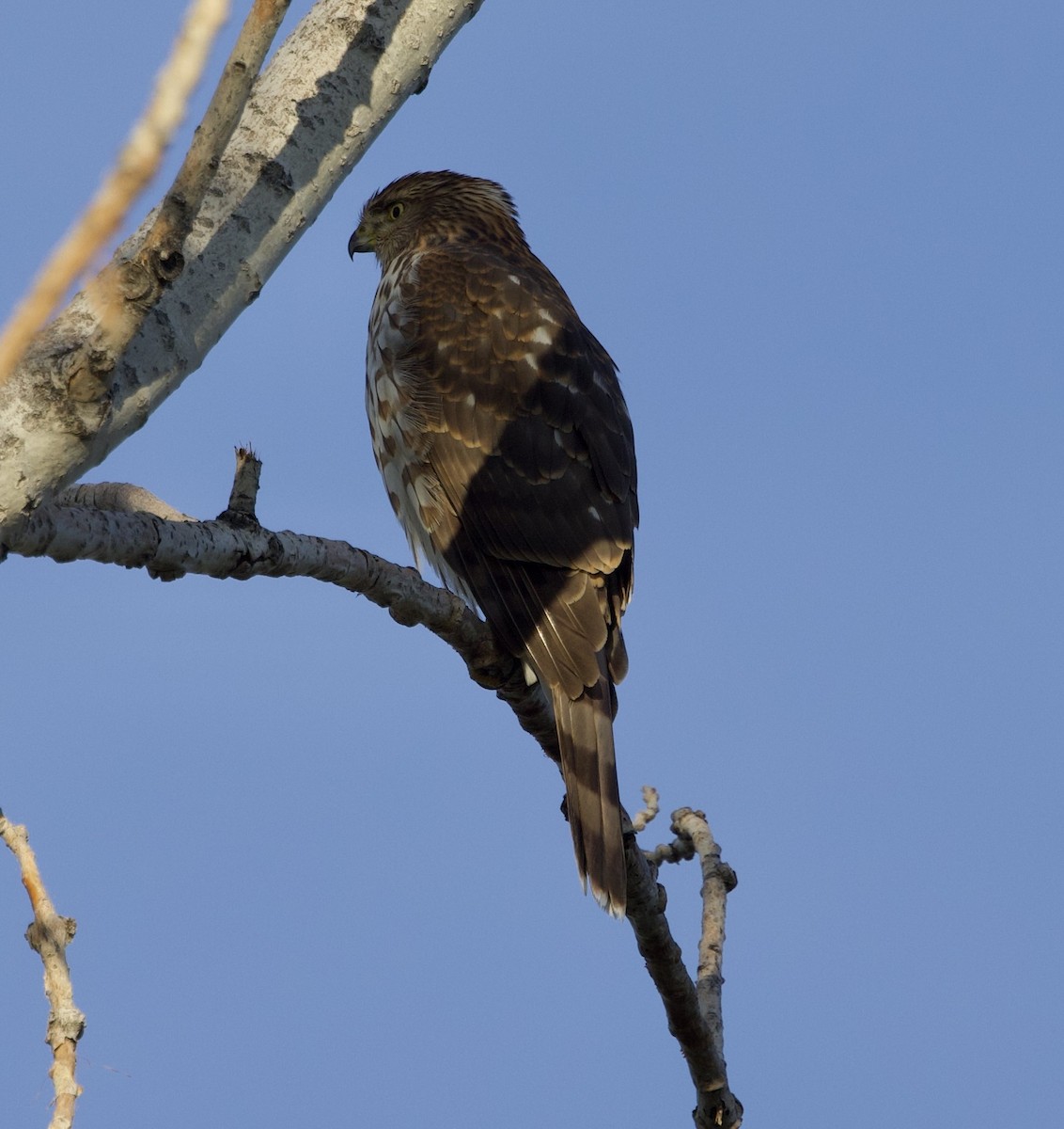 Cooper's Hawk - ML643193217