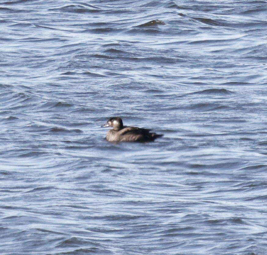 Surf Scoter - ML643193232