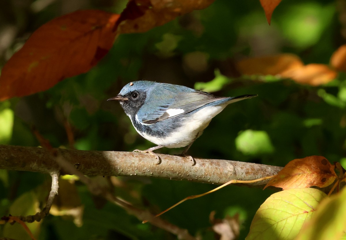 eBird Checklist - 9 Oct 2025 - Turkey Point-beach - 58 species