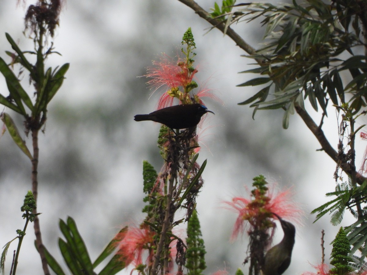 Green-throated Sunbird - ML643193276