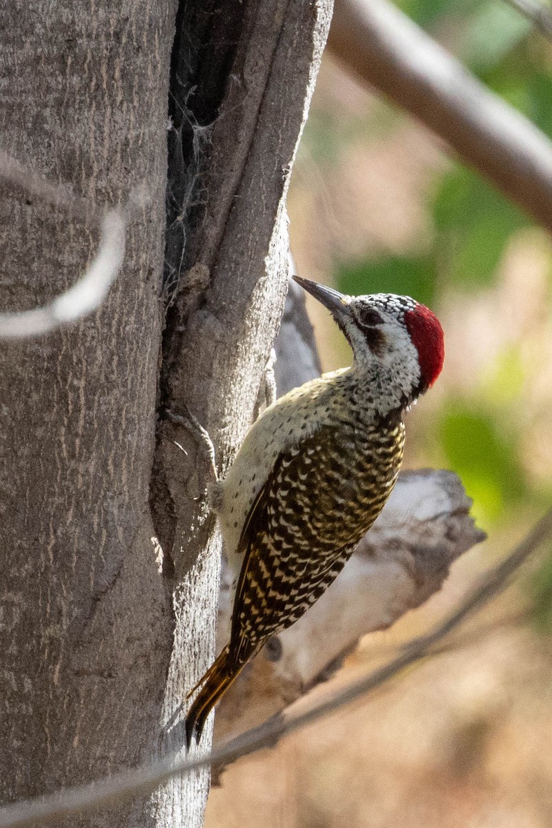Bennett's Woodpecker - ML643193279
