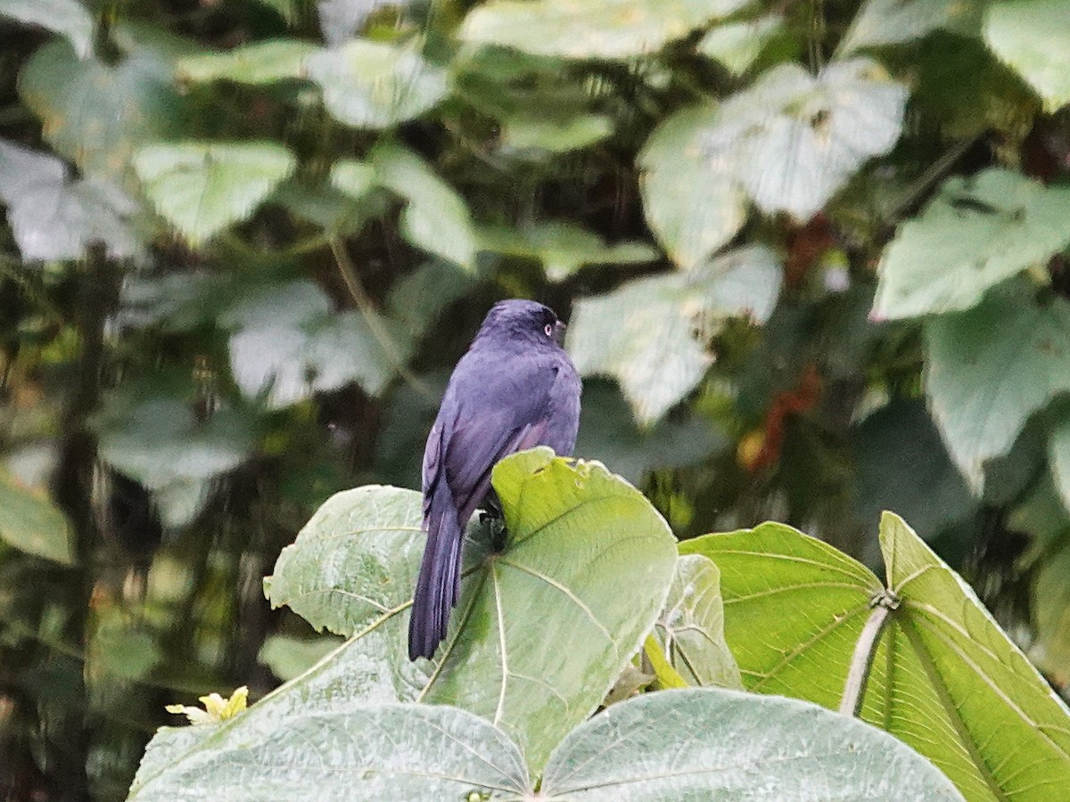 Yellow-eyed Black-Flycatcher - ML643193281