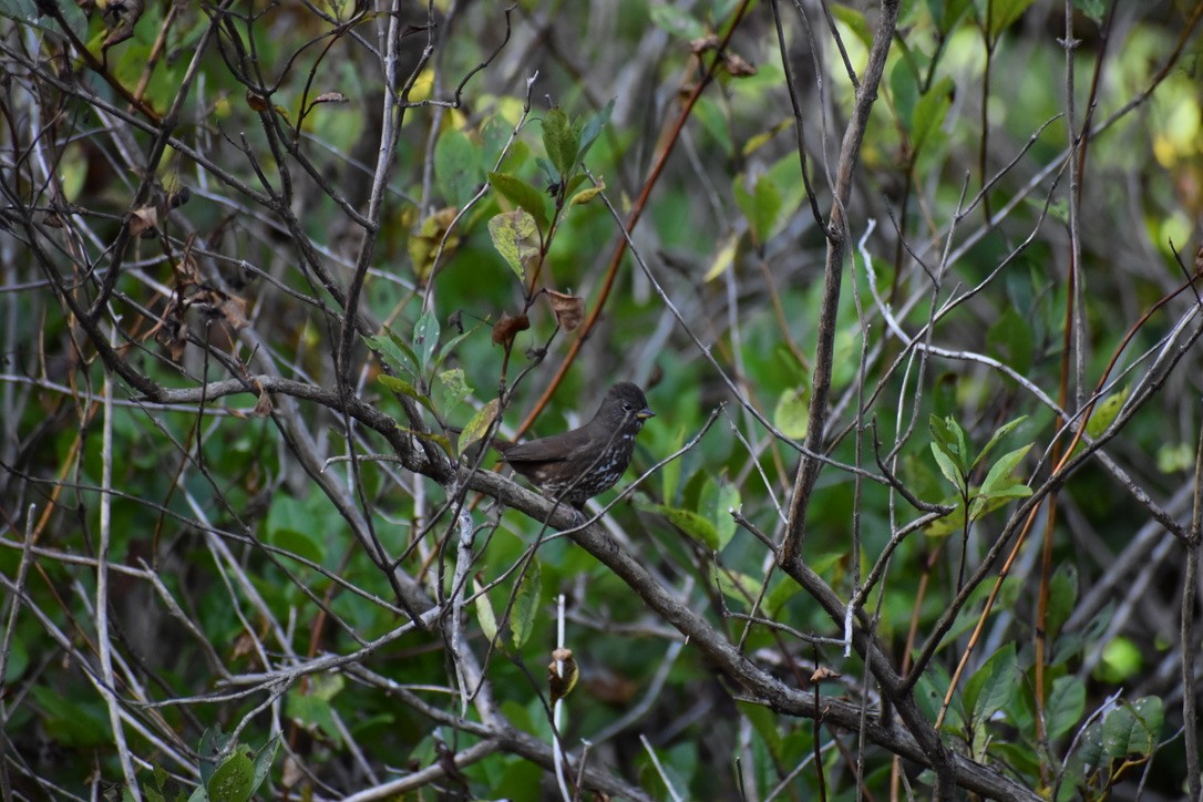 Fox Sparrow (Sooty) - ML643193282