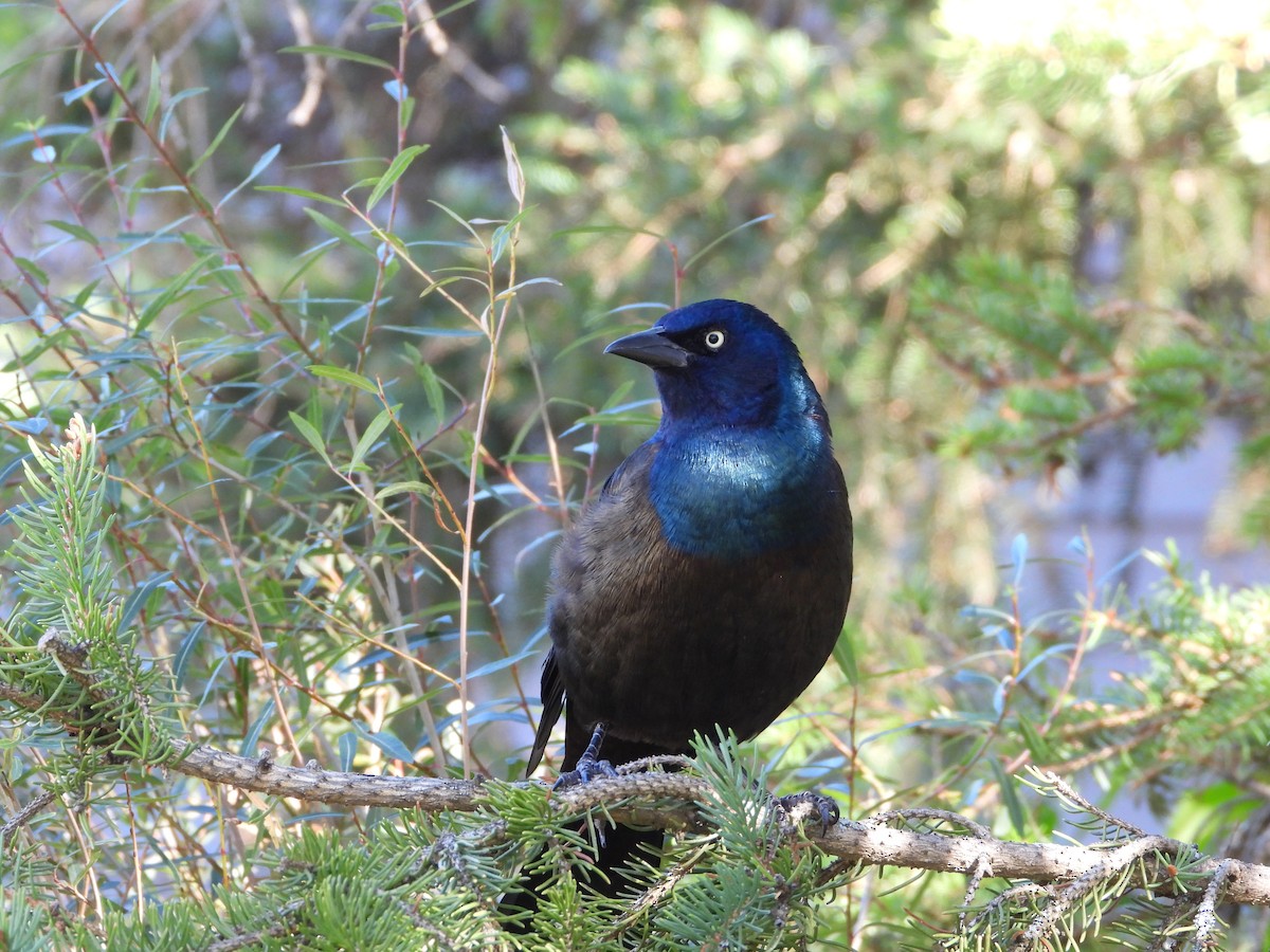 Common Grackle - ML643193283
