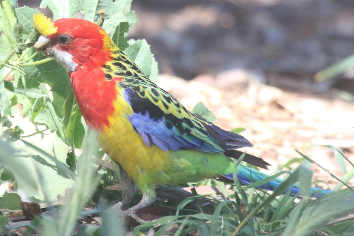 Eastern Rosella - ML643193284