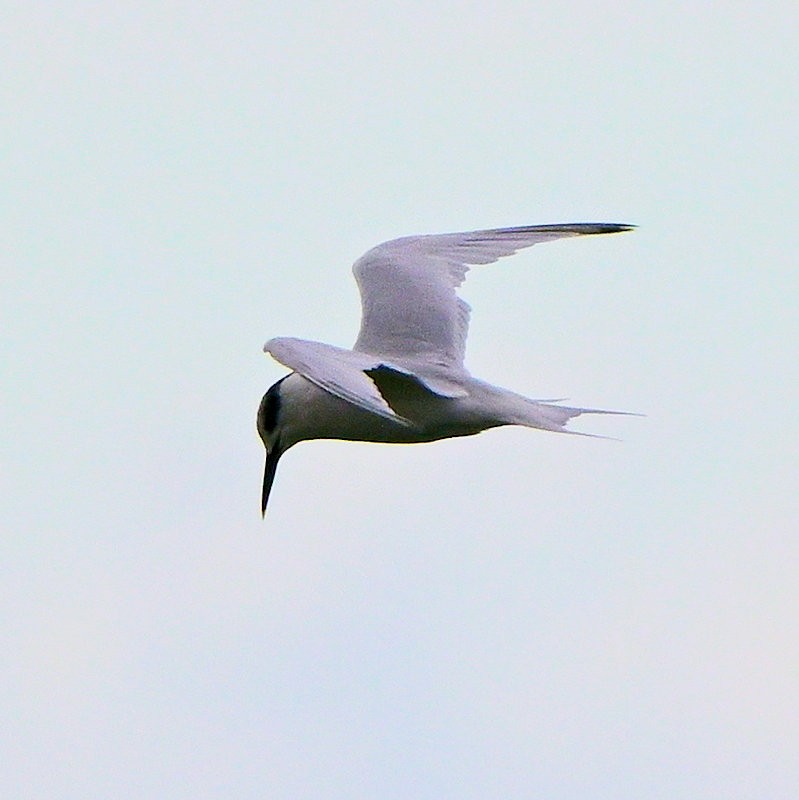 Sandwich Tern - ML643193285