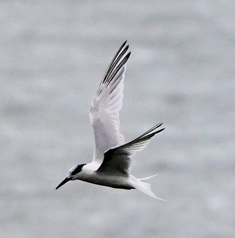 Sandwich Tern - ML643193286