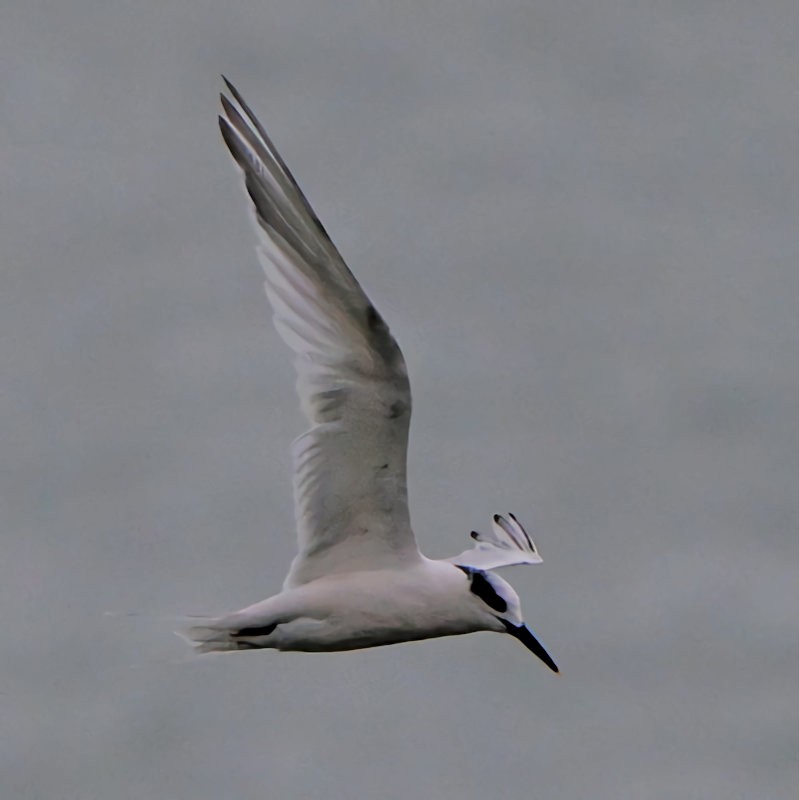 Sandwich Tern - ML643193287
