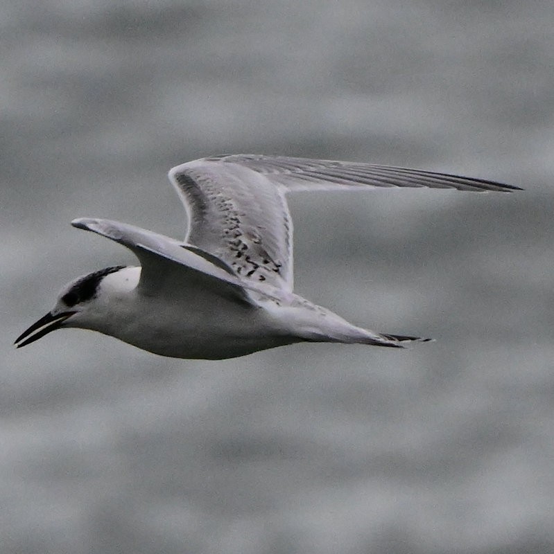 Sandwich Tern - ML643193288