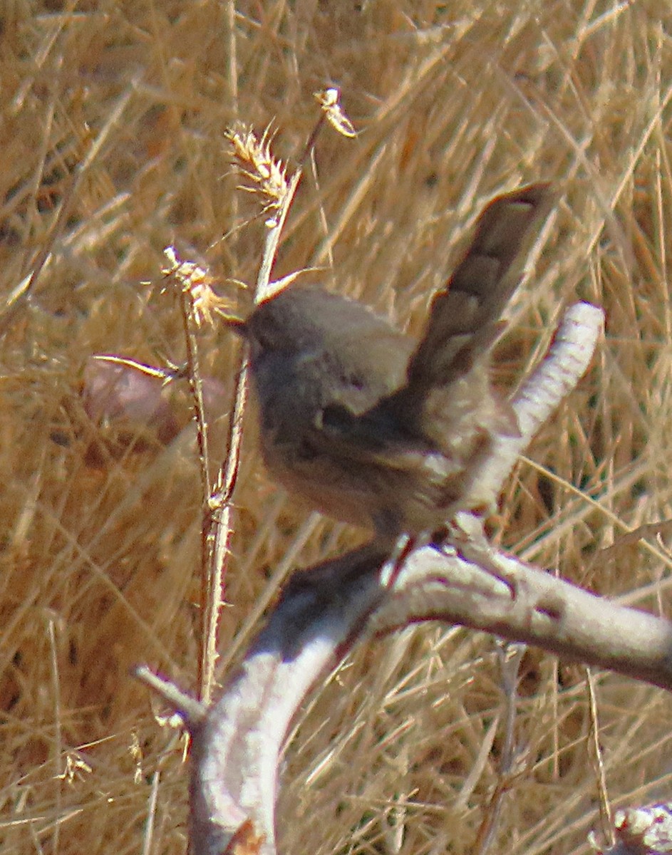 Wrentit - ML643193289