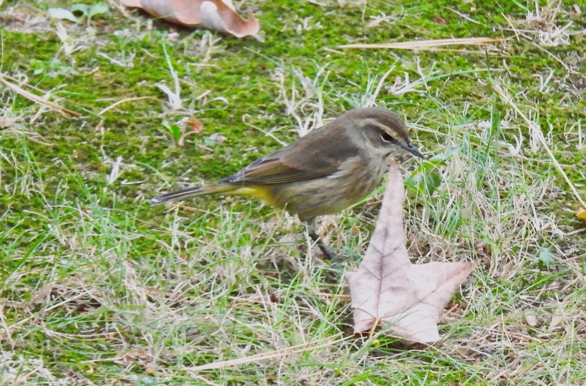 Palm Warbler - ML643193290