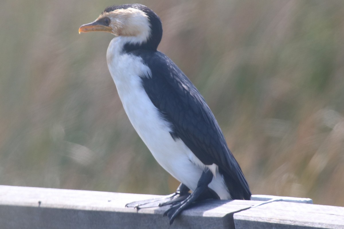 Little Pied Cormorant - ML643193294