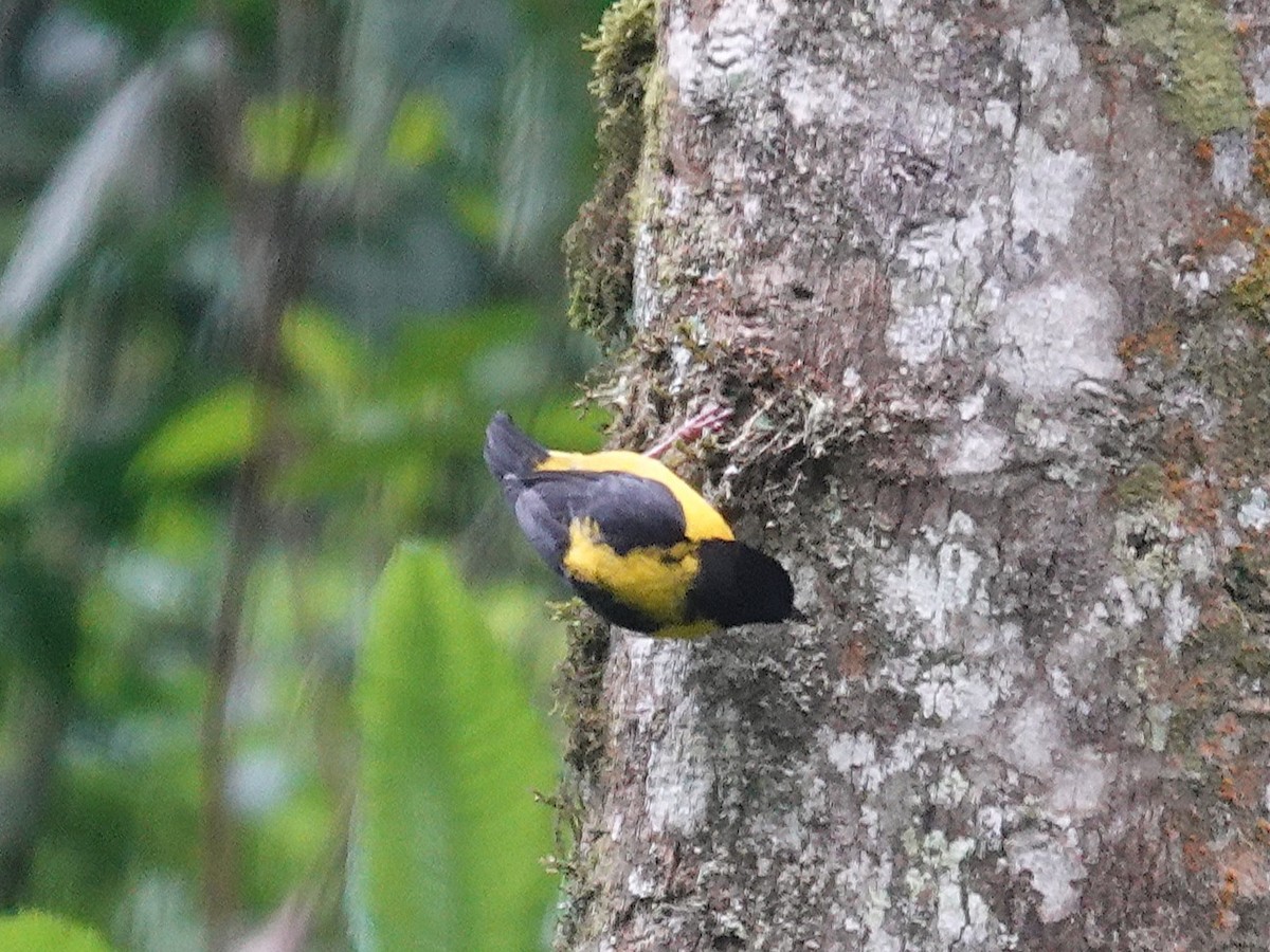 Brown-capped Weaver - ML643193296