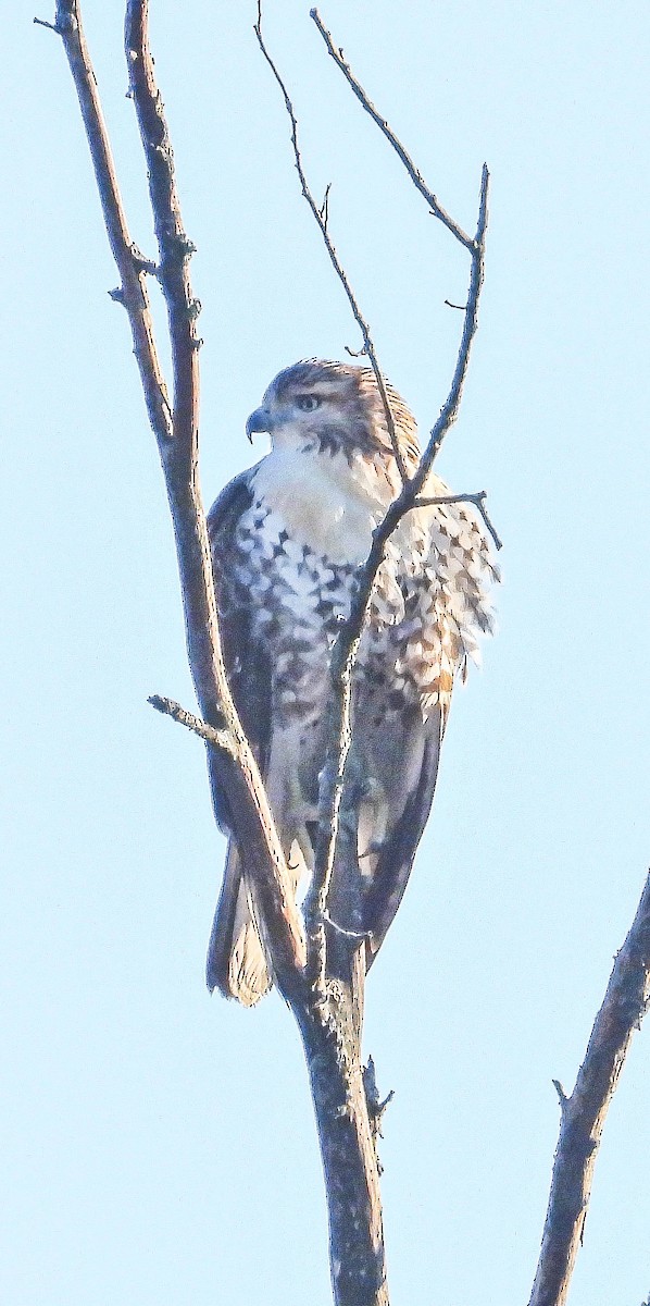 Red-tailed Hawk - ML643193297