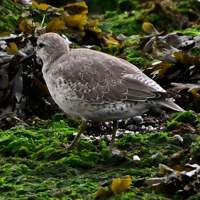 Red Knot - ML643193298