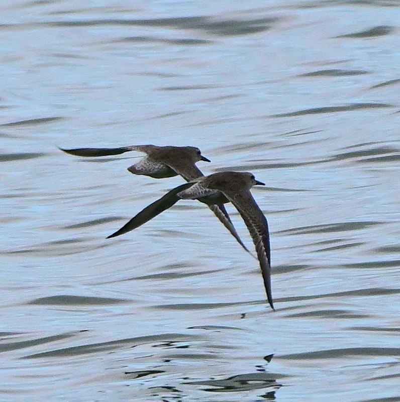 Red Knot - ML643193299