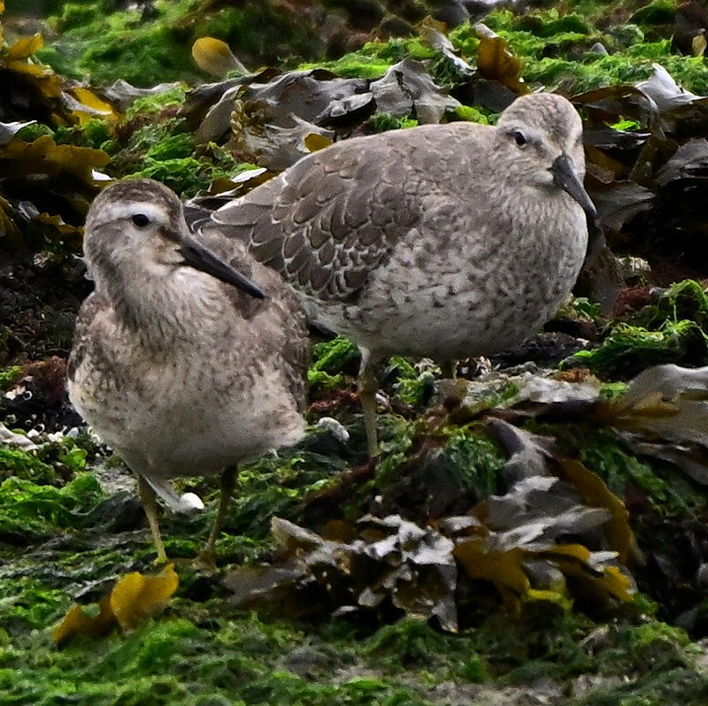 Red Knot - ML643193300