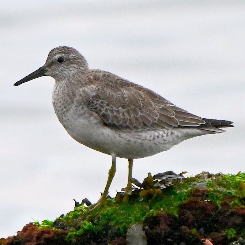 Red Knot - ML643193301