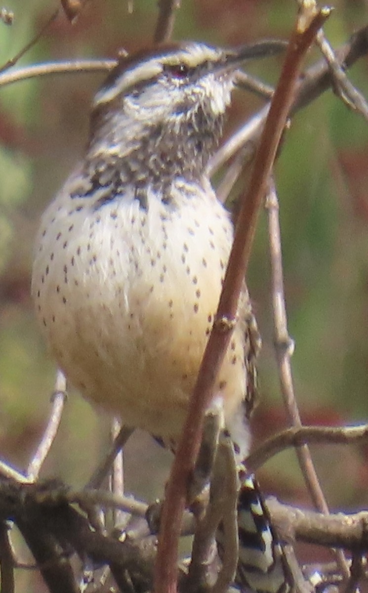 Cactus Wren - ML643193302