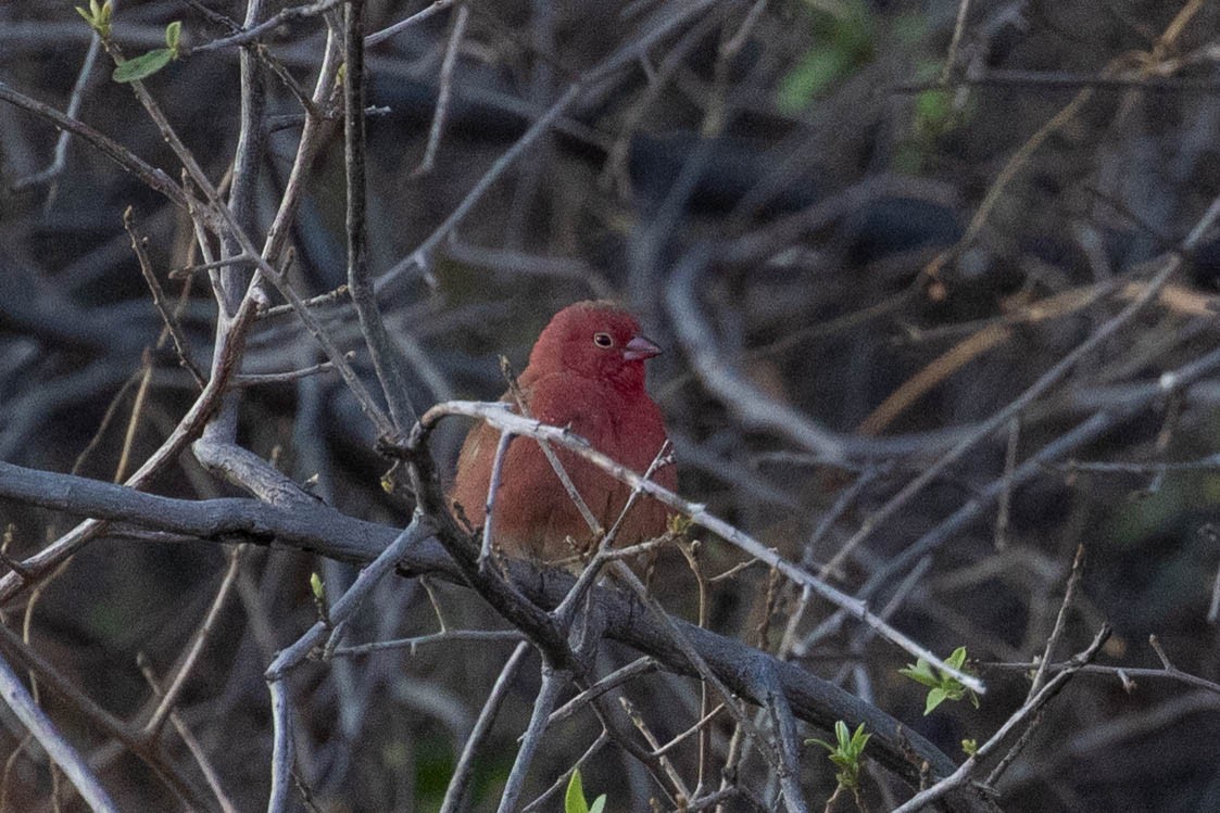 Red-billed Firefinch - ML643193303