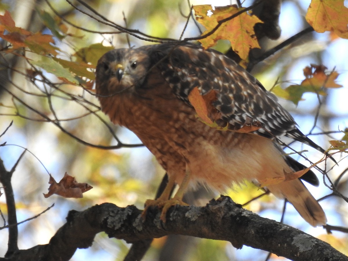 Red-shouldered Hawk - ML643193304