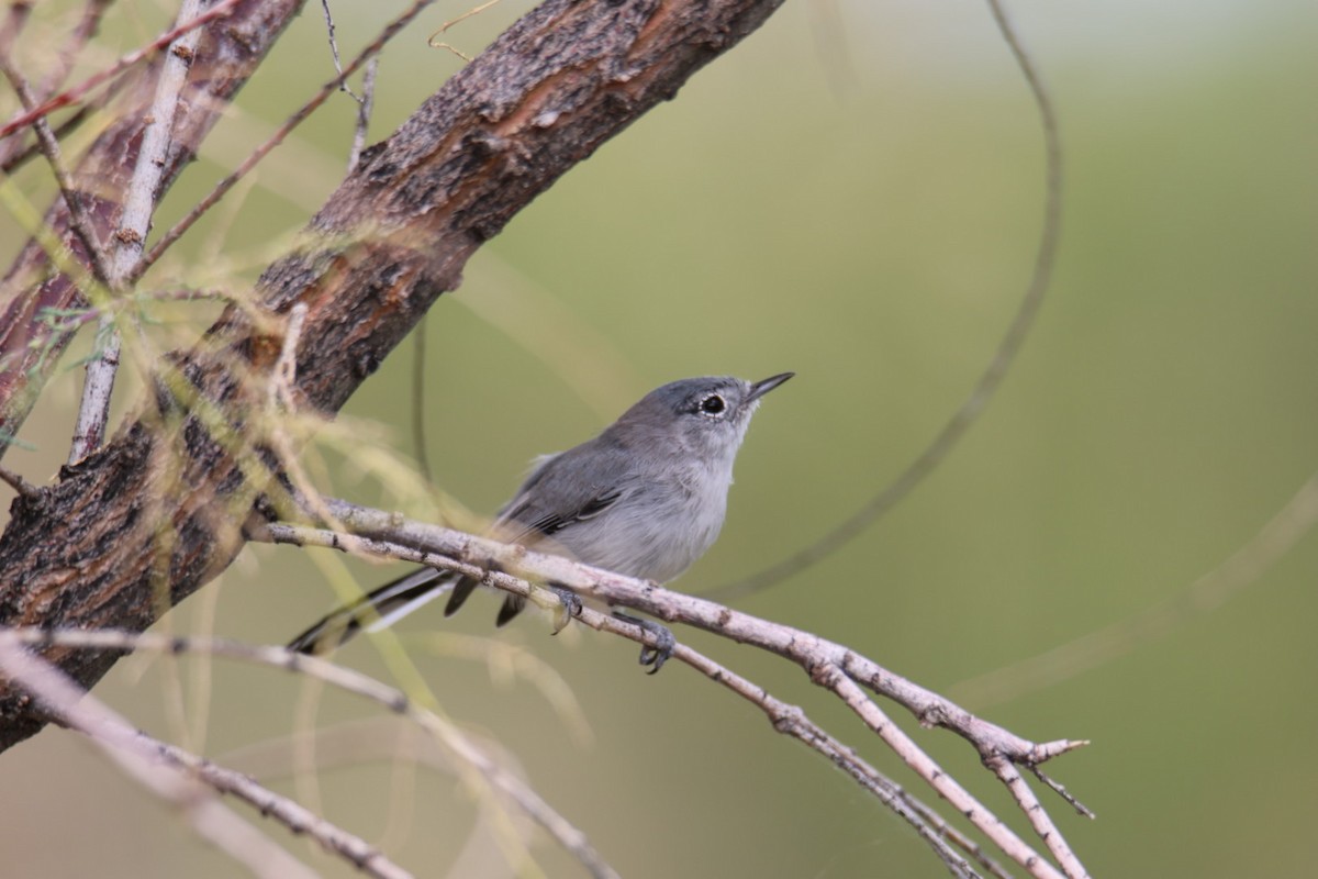 Black-tailed Gnatcatcher - ML643193306