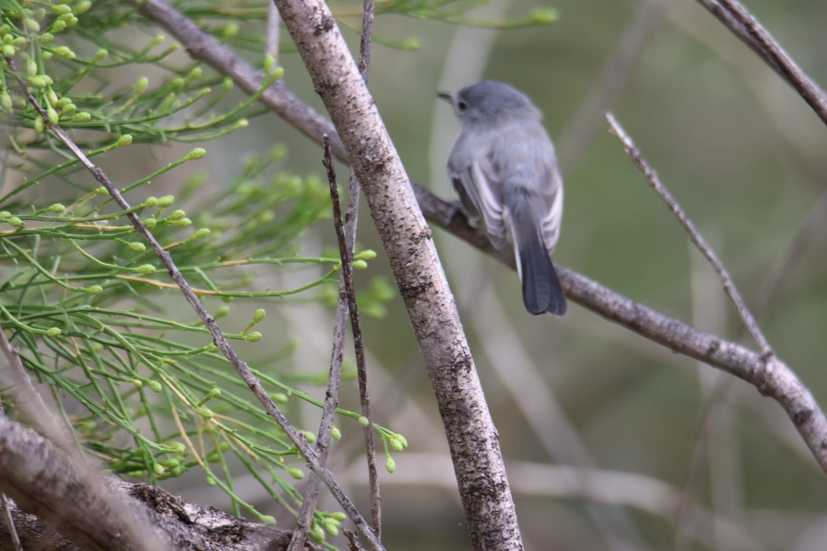 Black-tailed Gnatcatcher - ML643193307
