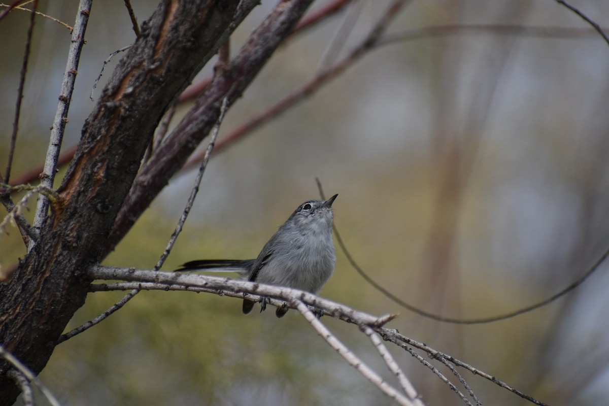 Black-tailed Gnatcatcher - ML643193308