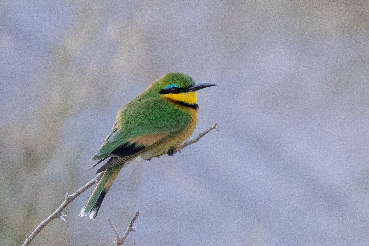 Little Bee-eater - ML643193309