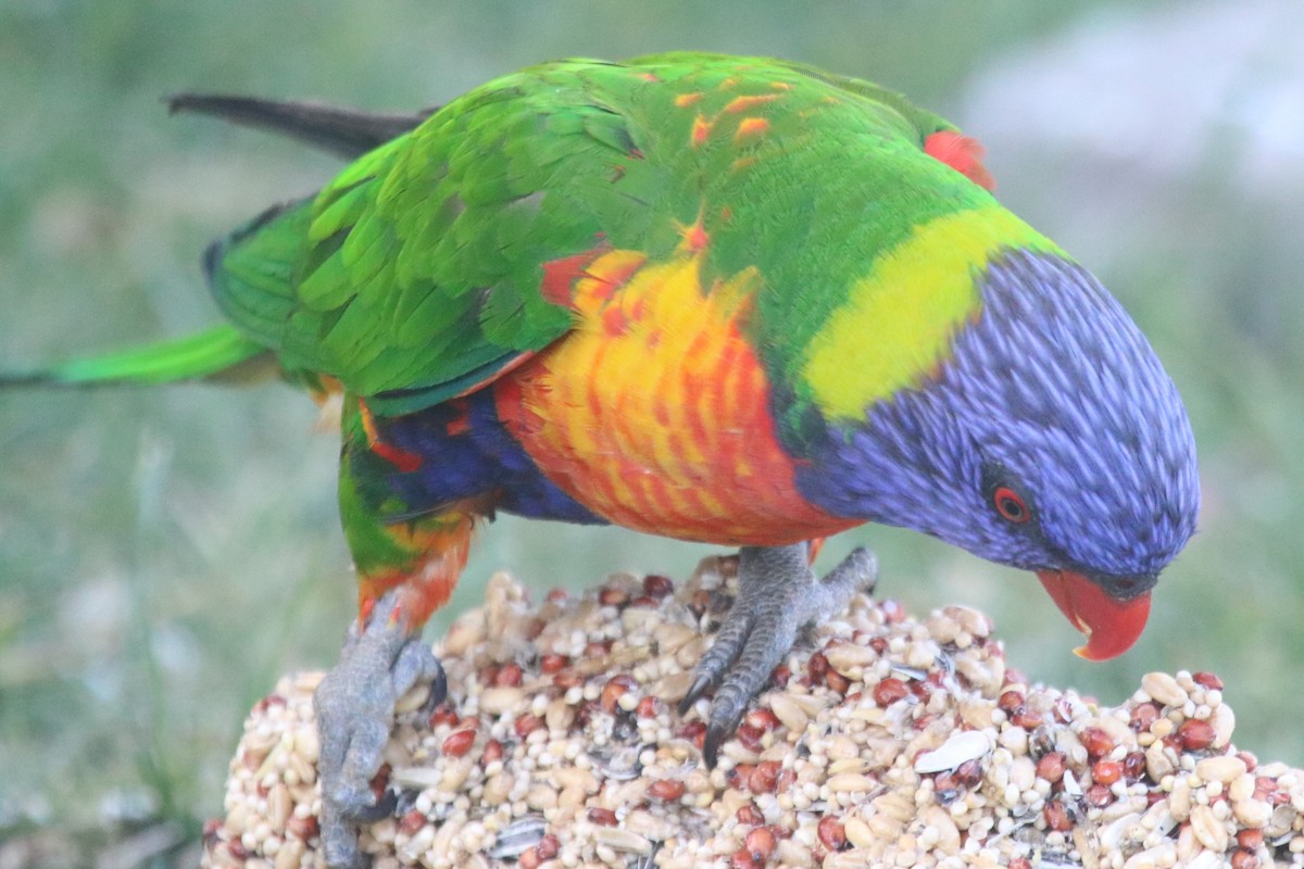 Rainbow Lorikeet - ML643193310