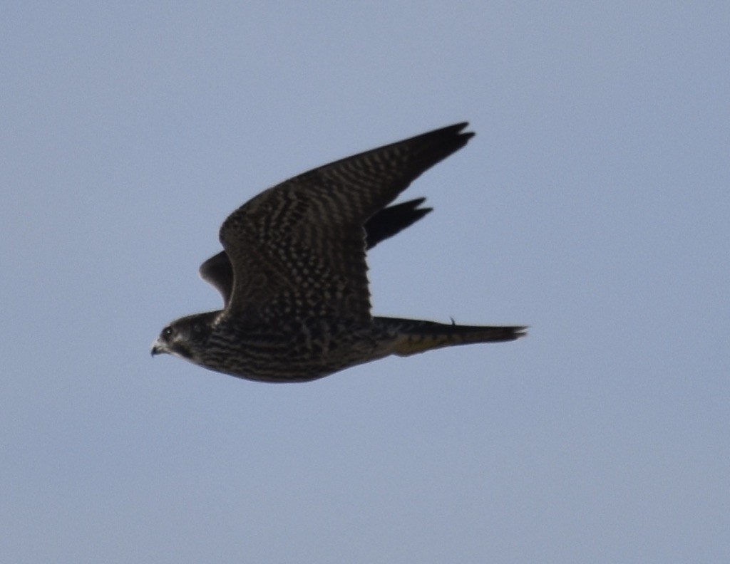 Peregrine Falcon - ML643193321