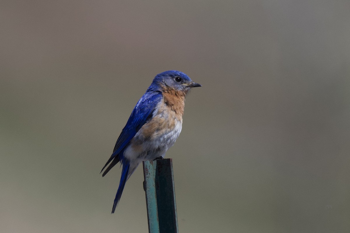 Eastern Bluebird - ML643193322