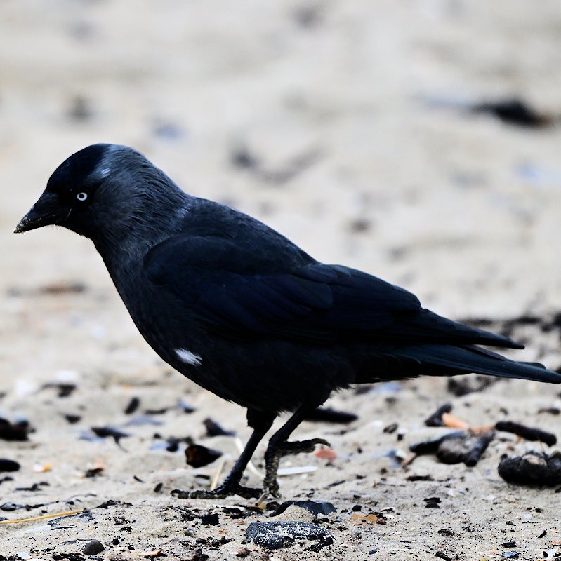 Eurasian Jackdaw - ML643193323
