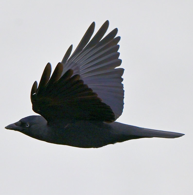 Eurasian Jackdaw - ML643193324