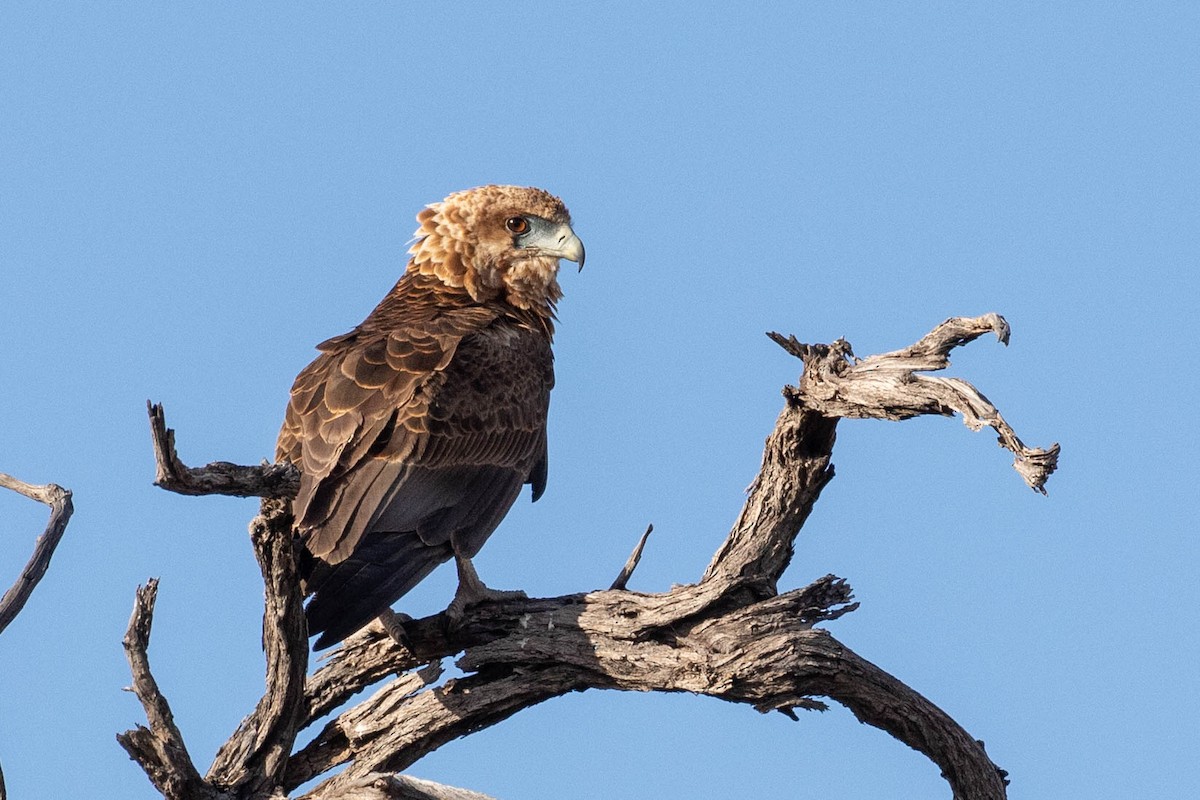 Bateleur - ML643193327