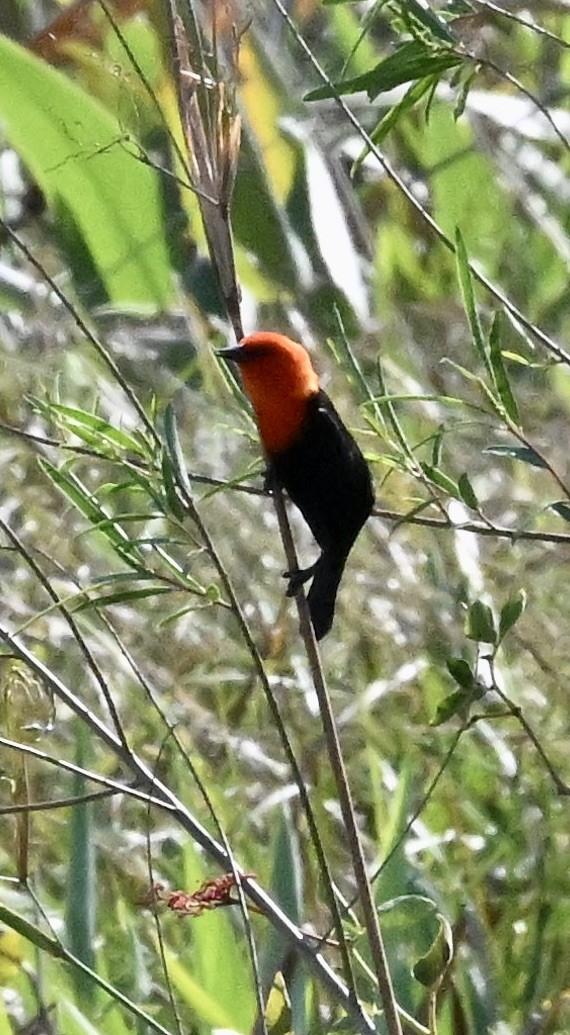 Scarlet-headed Blackbird - ML643193329