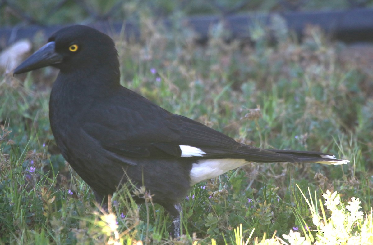 Pied Currawong - ML643193333