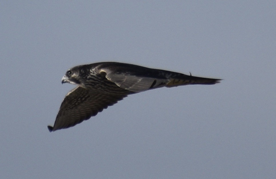 Peregrine Falcon - ML643193334