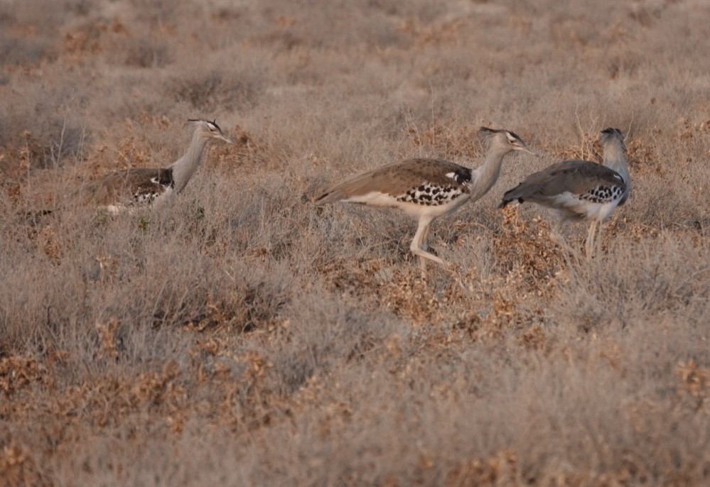 Kori Bustard - ML643193337