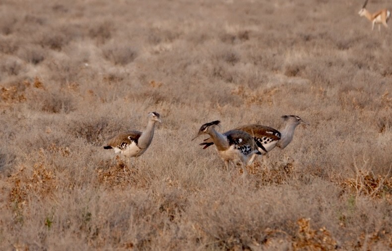 Kori Bustard - ML643193338