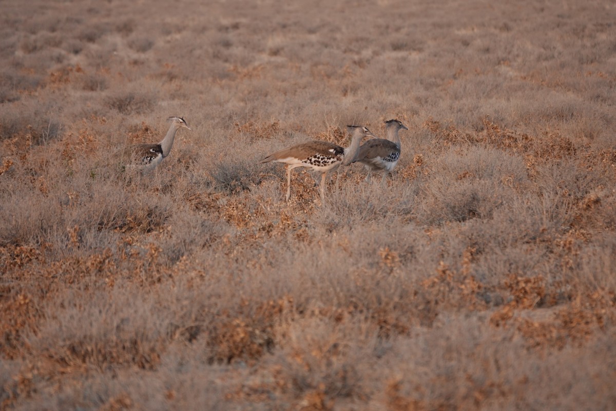 Kori Bustard - ML643193339