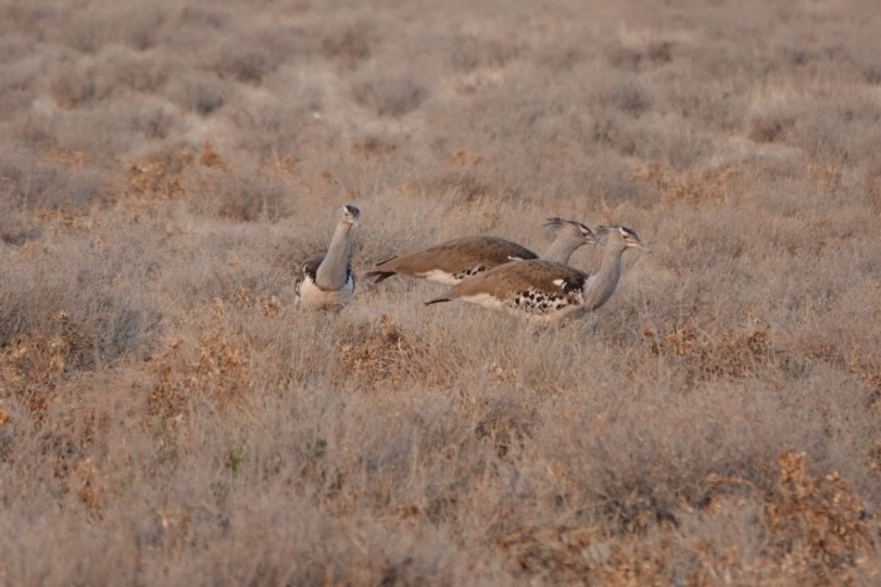 Kori Bustard - ML643193340