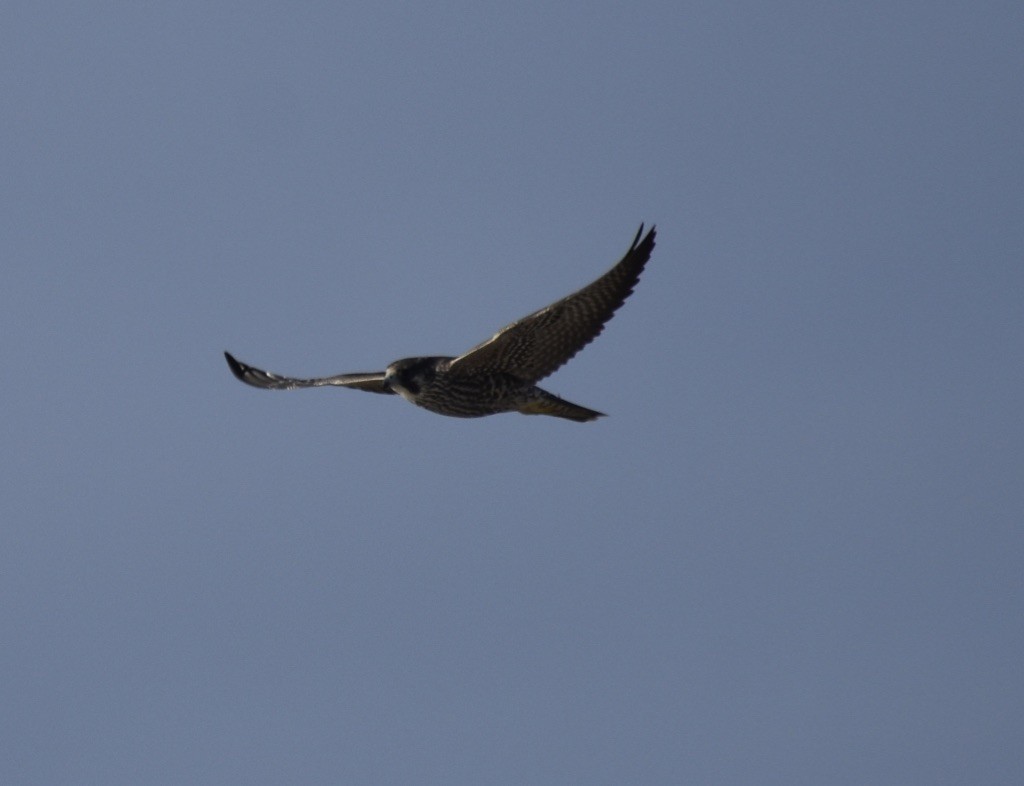 Peregrine Falcon - ML643193341