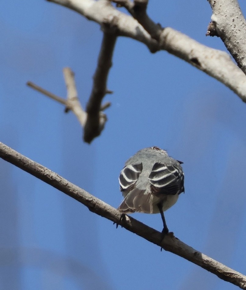 Suiriri Flycatcher - ML643193344