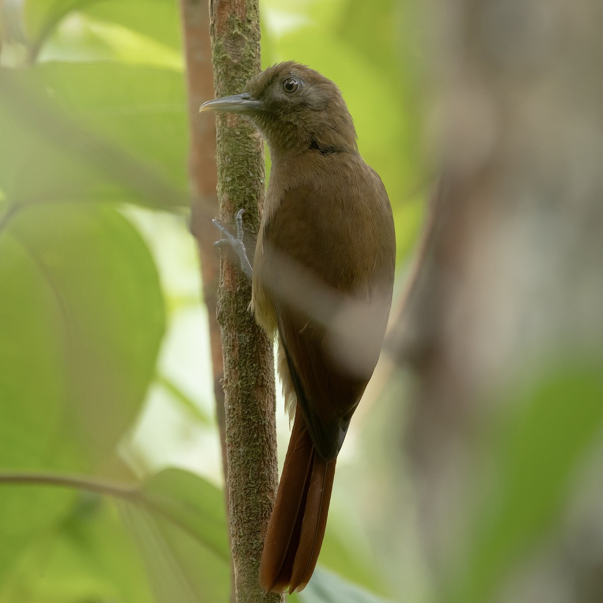 Plain-brown Woodcreeper - ML643193348